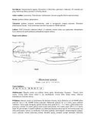 Navigacijos planas plaukimui iš uosto Ryga į uostą Rounen 4 puslapis