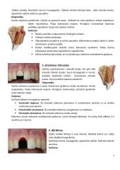 Dažniausiai pasitaikančios pastoviųjų dantų traumos 4 puslapis