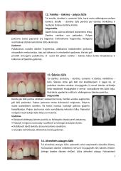 Dažniausiai pasitaikančios pastoviųjų dantų traumos 7 puslapis