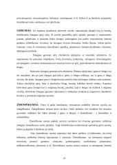 Dorybės fenomenas pilietiškumo sampratoje 14 puslapis