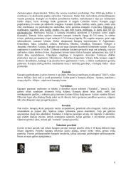 Narkomanija. Rizikos veiksniai 5 puslapis