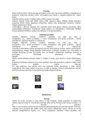 Narkomanija. Rizikos veiksniai 8 puslapis