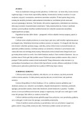 Privatieji juridiniai asmenys 3 puslapis