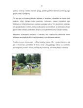 Praktikos ataskaita: Kaimo sodyba "Pas Remigijų Šinkūną" 13 puslapis