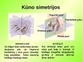 Gyvūnų karalystė (bestuburiai) 2 puslapis