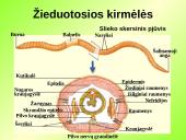 Gyvūnų karalystė (bestuburiai) 12 puslapis