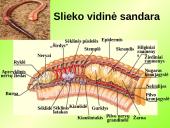 Gyvūnų karalystė (bestuburiai) 13 puslapis