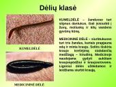 Gyvūnų karalystė (bestuburiai) 14 puslapis