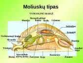 Gyvūnų karalystė (bestuburiai) 15 puslapis