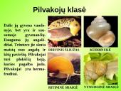 Gyvūnų karalystė (bestuburiai) 16 puslapis