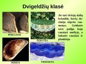 Gyvūnų karalystė (bestuburiai) 17 puslapis