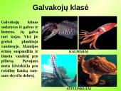 Gyvūnų karalystė (bestuburiai) 18 puslapis