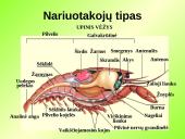 Gyvūnų karalystė (bestuburiai) 19 puslapis
