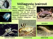 Gyvūnų karalystė (bestuburiai) 20 puslapis