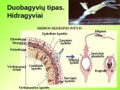 Gyvūnų karalystė (bestuburiai) 3 puslapis