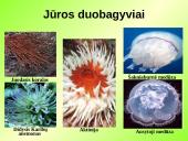 Gyvūnų karalystė (bestuburiai) 4 puslapis