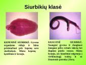 Gyvūnų karalystė (bestuburiai) 7 puslapis