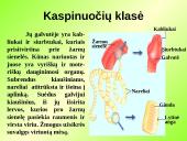 Gyvūnų karalystė (bestuburiai) 8 puslapis