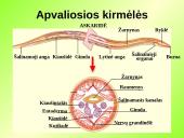 Gyvūnų karalystė (bestuburiai) 10 puslapis