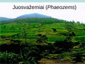 Juosvažemiai (Phaeozems)