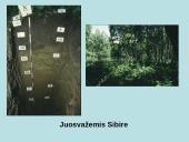 Juosvažemiai (Phaeozems) 10 puslapis
