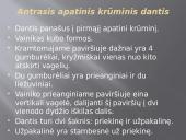 Krūminiai dantys 20 puslapis