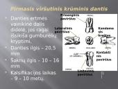 Krūminiai dantys 8 puslapis