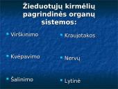 Kas yra žieduotosios kirmėlės?  5 puslapis