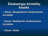 Kas yra žieduotosios kirmėlės?  6 puslapis