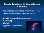 Kas yra žieduotosios kirmėlės?  7 puslapis