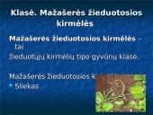 Kas yra žieduotosios kirmėlės?  8 puslapis