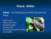 Kas yra žieduotosios kirmėlės?  9 puslapis