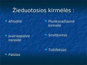 Kas yra žieduotosios kirmėlės?  10 puslapis