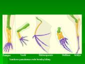 Žmogaus evoliucija ir raida 18 puslapis