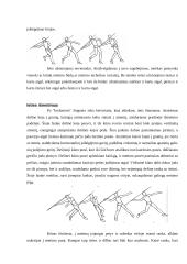 Ieties metimo technika 5 puslapis