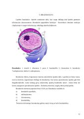 Augalinės ląstelės sienelė 12 puslapis