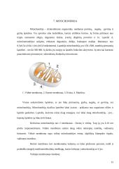 Augalinės ląstelės sienelė 15 puslapis