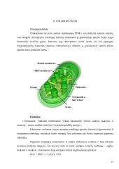 Augalinės ląstelės sienelė 17 puslapis