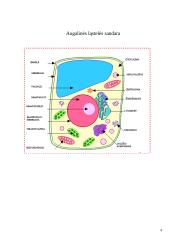 Augalinės ląstelės sienelė 4 puslapis