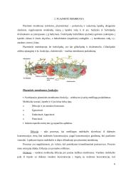 Augalinės ląstelės sienelė 6 puslapis
