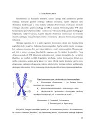 Augalinės ląstelės sienelė 10 puslapis