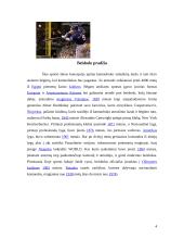 Beisbolas 3 puslapis