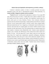 Daugialąsčiai mikroorganizmai (verpetės, kirmėlės, nariuotakojai) 2 puslapis