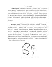 Daugialąsčiai mikroorganizmai (verpetės, kirmėlės, nariuotakojai) 3 puslapis