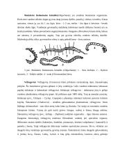 Daugialąsčiai mikroorganizmai (verpetės, kirmėlės, nariuotakojai) 4 puslapis