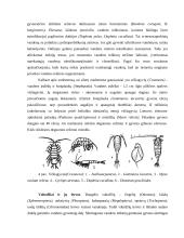Daugialąsčiai mikroorganizmai (verpetės, kirmėlės, nariuotakojai) 5 puslapis