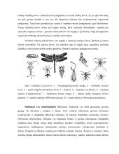 Daugialąsčiai mikroorganizmai (verpetės, kirmėlės, nariuotakojai) 6 puslapis