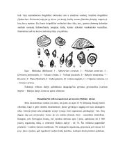 Daugialąsčiai mikroorganizmai (verpetės, kirmėlės, nariuotakojai) 7 puslapis