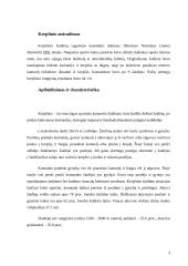 Krepšinio raida Lietuvoje 3 puslapis