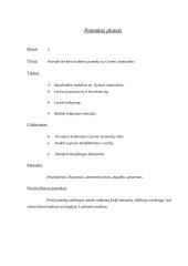 Kūno kultūros pamoka: mankšta su Gymnic kamuoliais 7 puslapis